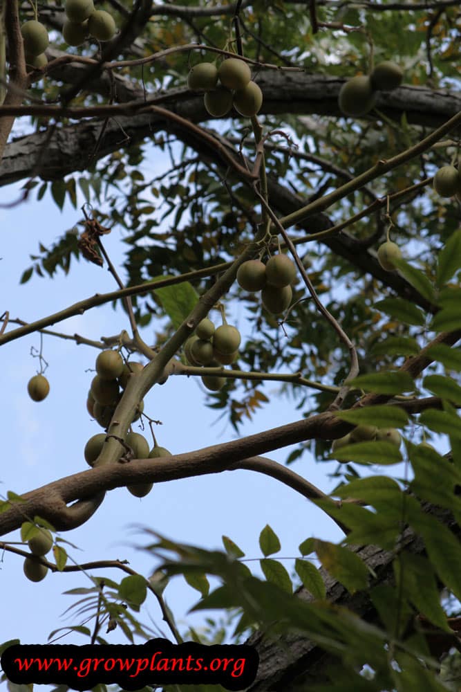 Tamarillo tree
