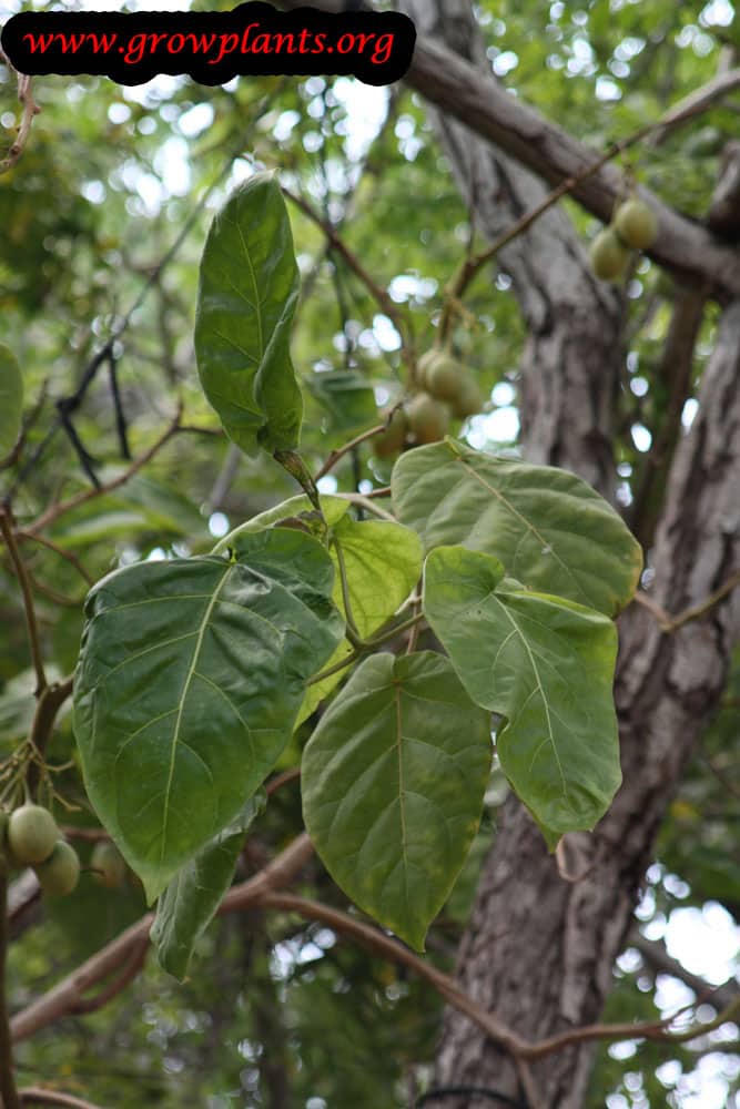 Growing Tamarillo tree
