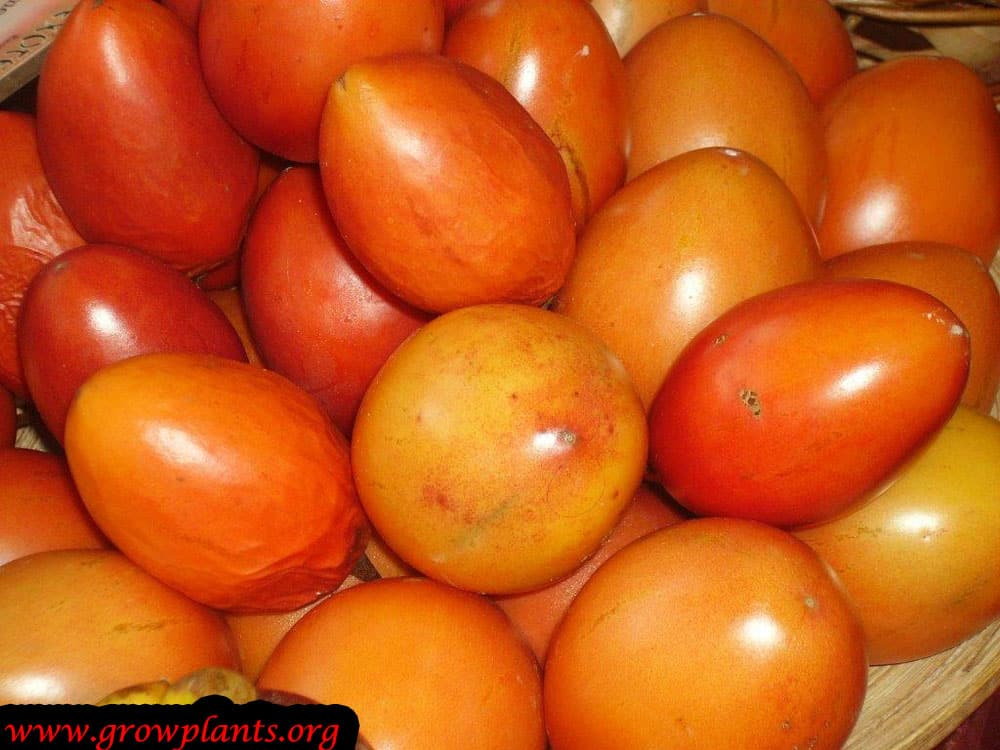 Growing Tamarillo fruits