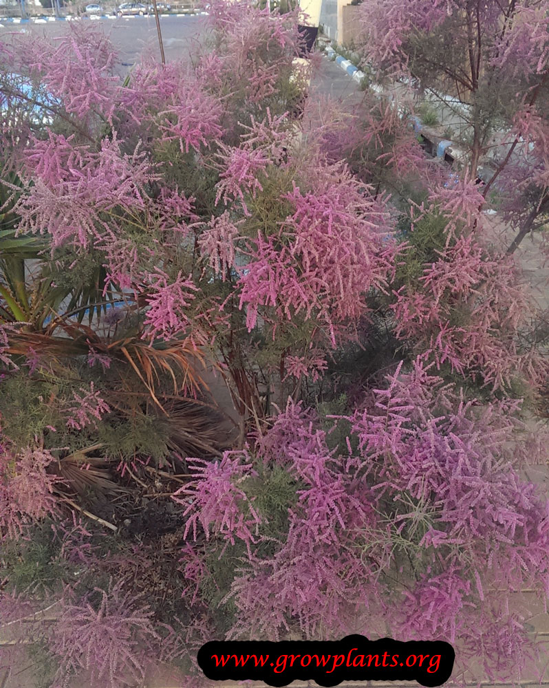 Tamarisk tree