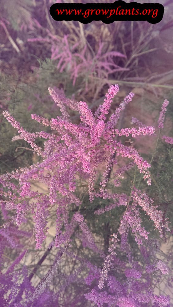 Tamarisk How to grow & care