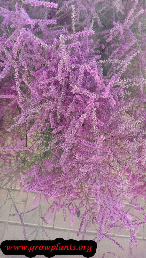 Tamarisk How to grow & care