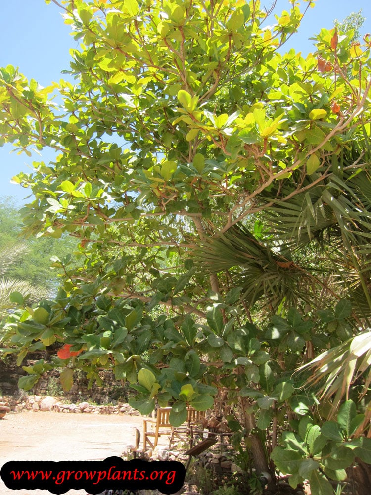 Terminalia catappa