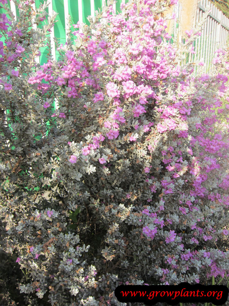 Texas sage How to grow & care