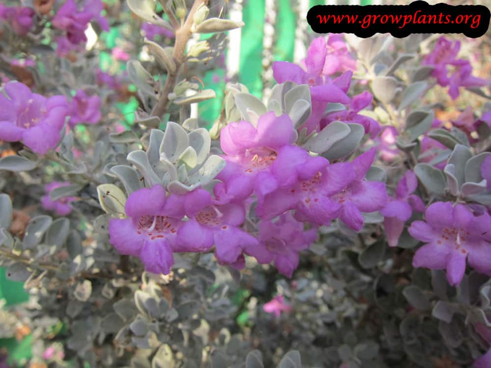Texas sage How to grow & care