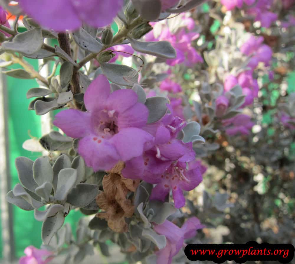 Texas sage How to grow & care