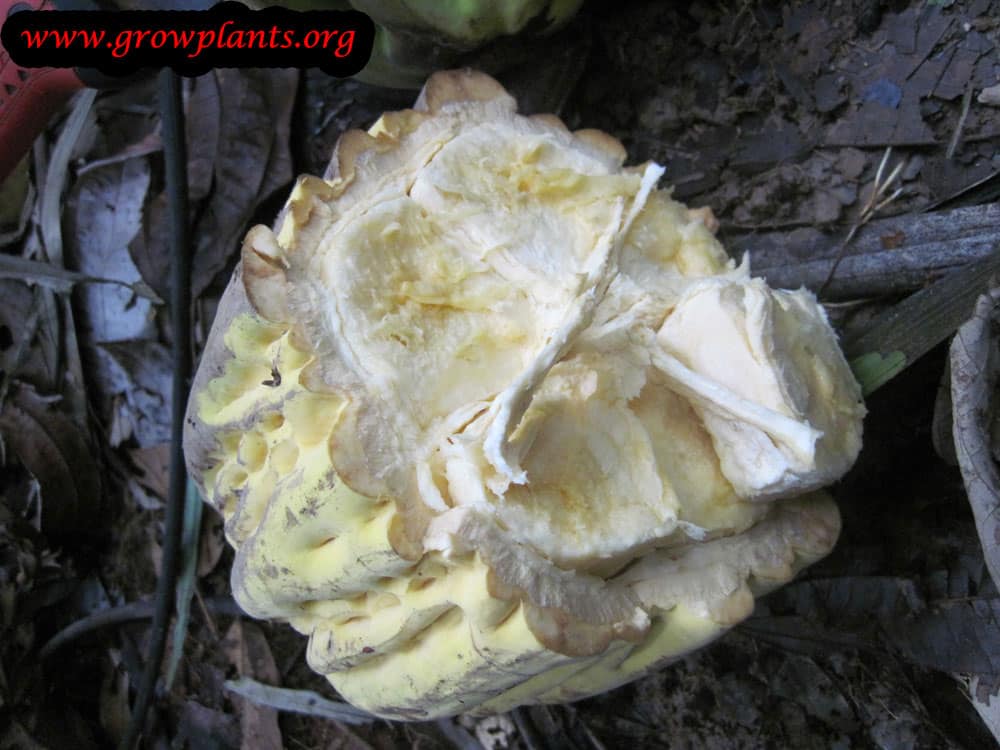 Growing Theobroma bicolor tree