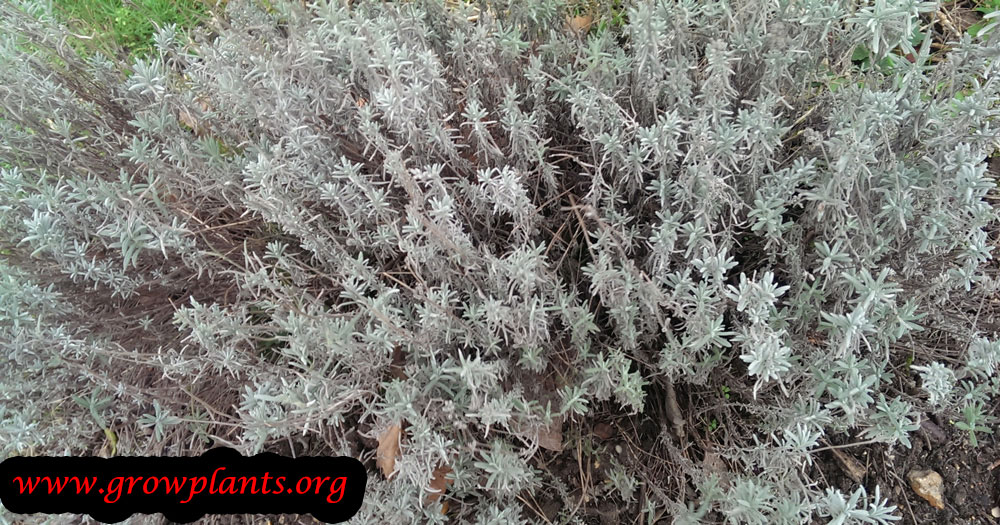 Thymus vulgaris How to grow & care