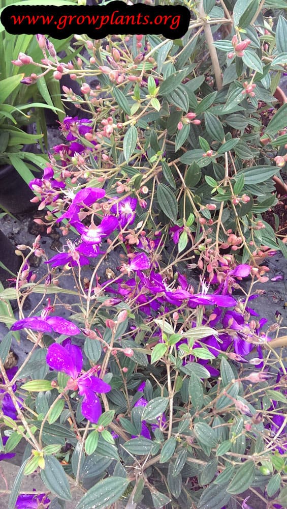 Growing Tibouchina plant