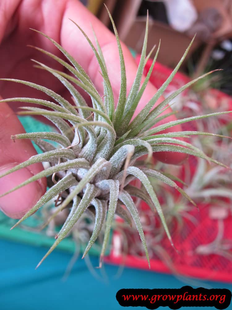 Tillandsia Ionantha Var. Ionantha - Pianta Aerea Viva 6-8 Cm - Senza Terra, Ideale Per Terrari E Bagno