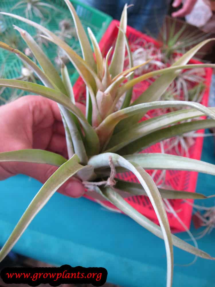 Tillandsia lautneri