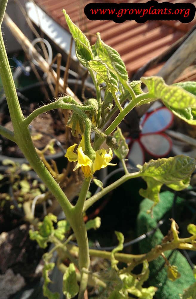 Tomato tree - How to grow & care