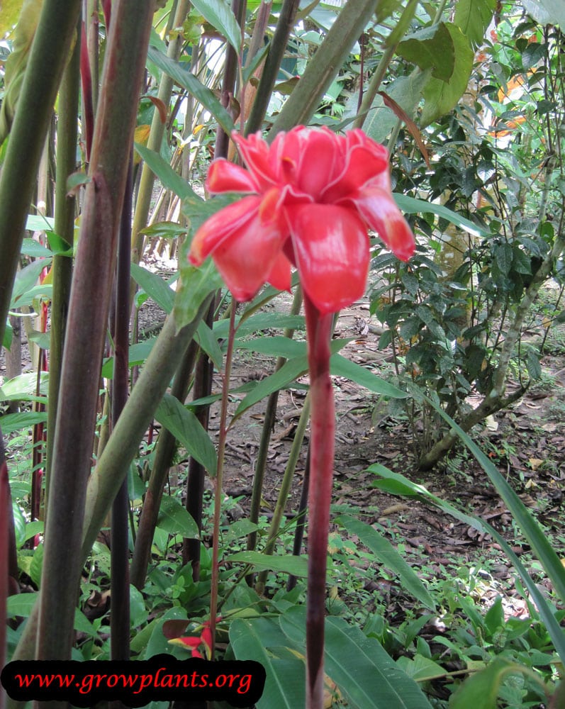 Torch ginger