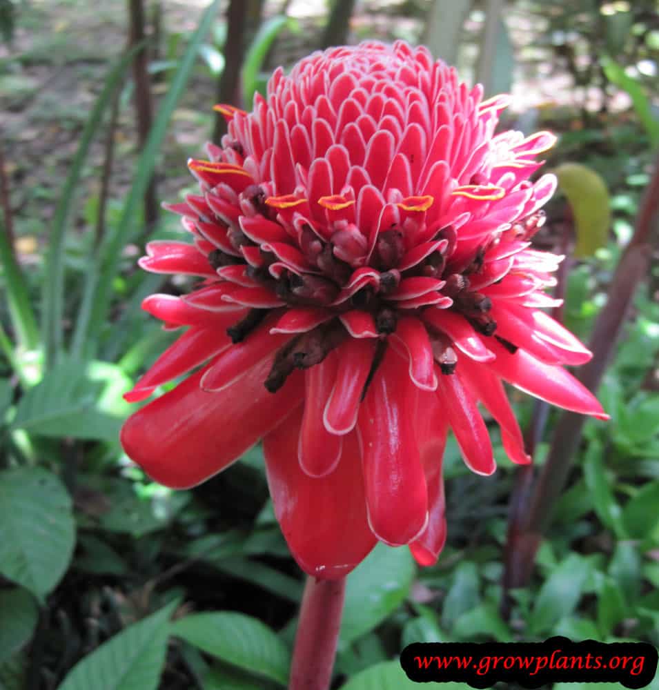 Torch ginger flower