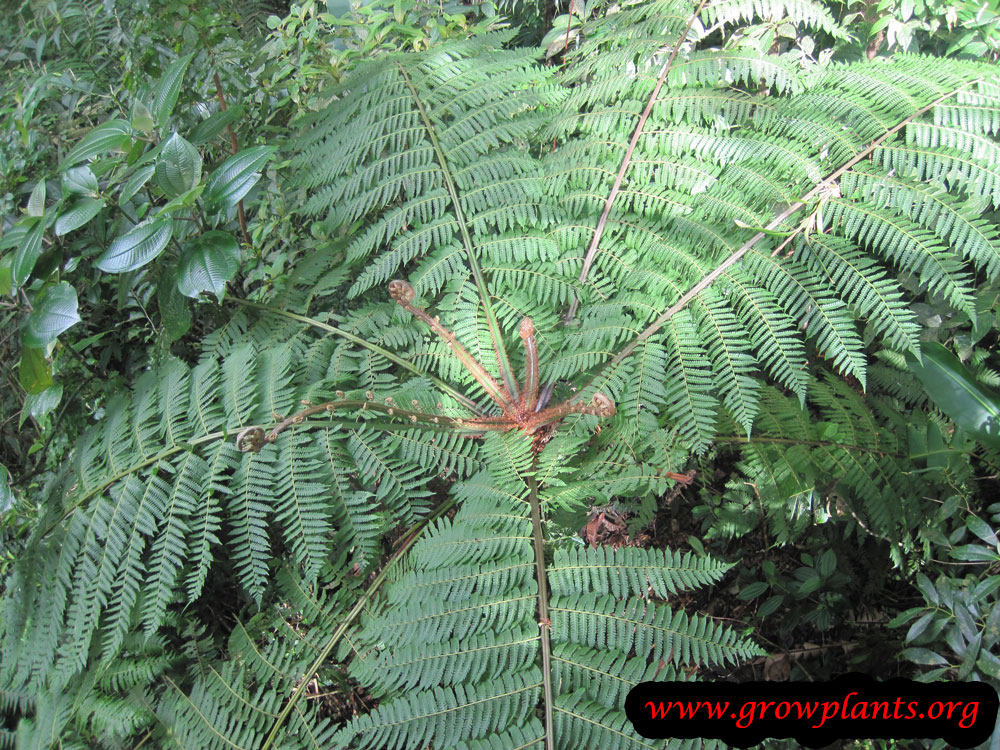 Tree fern