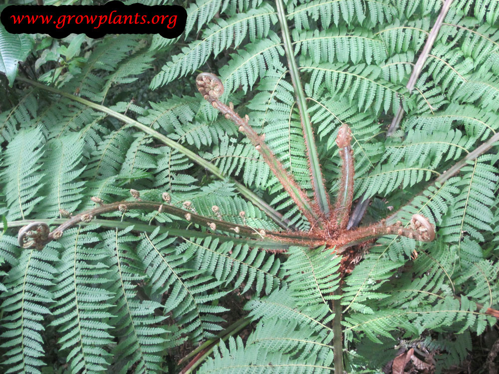 Tree fern plant care