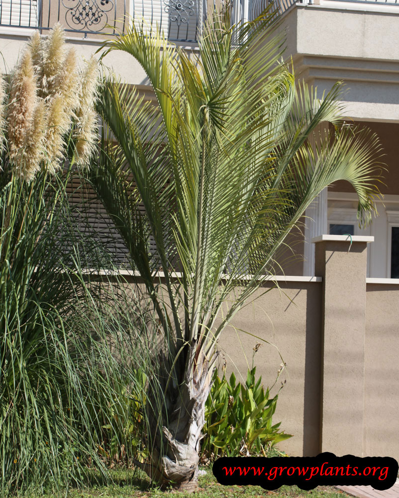 Triangle Palm How to grow & care