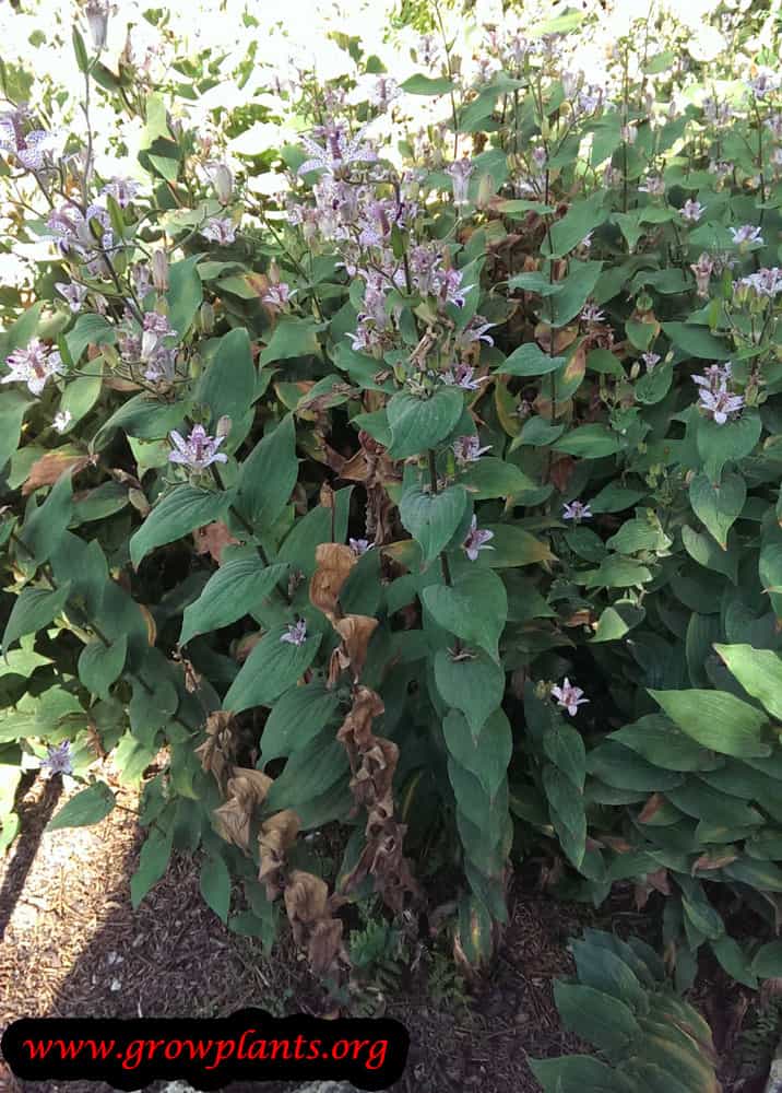 Tricyrtis formosana
