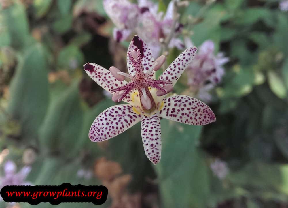 Growing Tricyrtis formosana