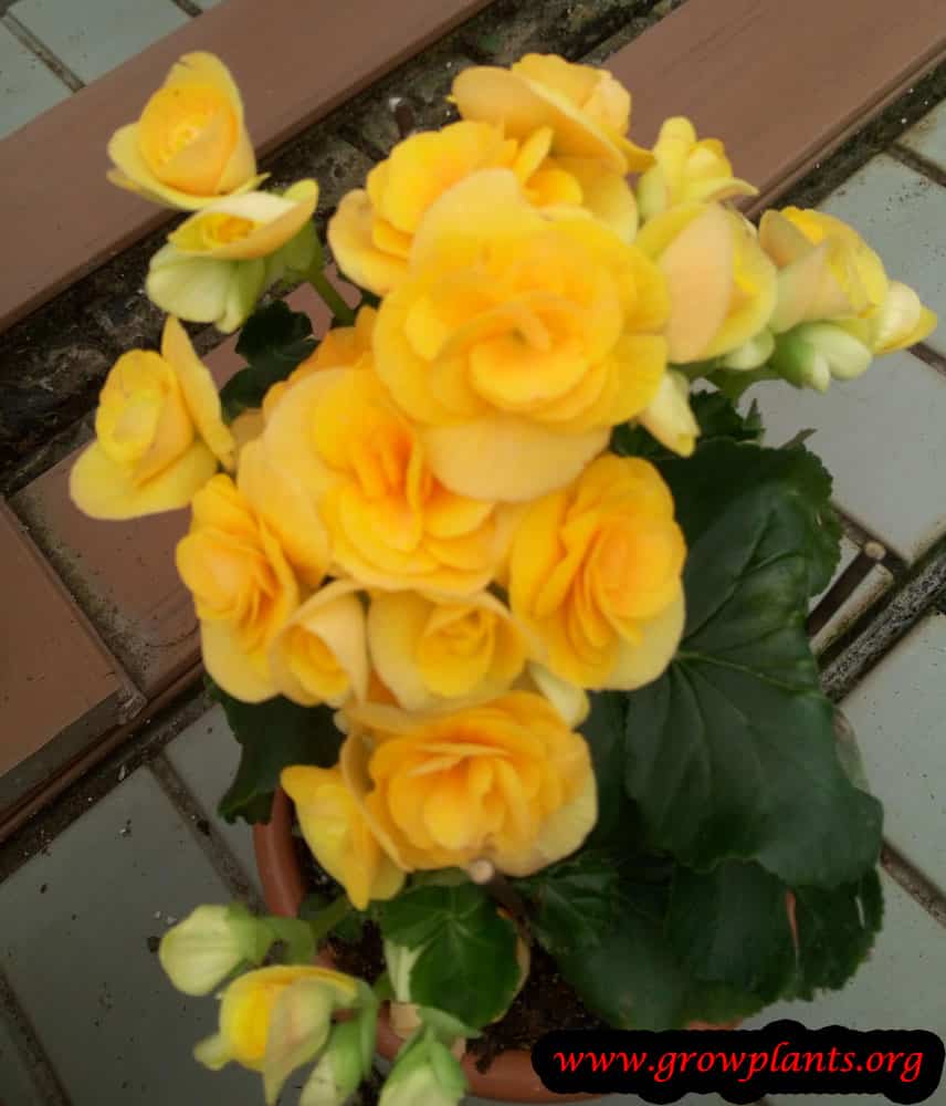 Tuberous begonia