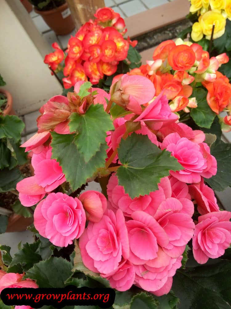 Growing Tuberous begonia