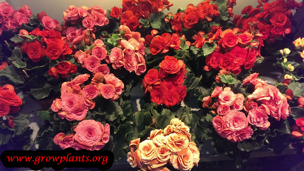 Tuberous begonia plant care