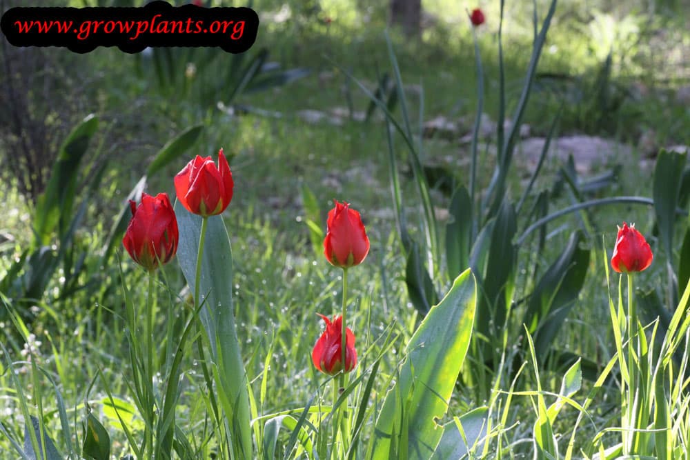 Tulip cut flowers