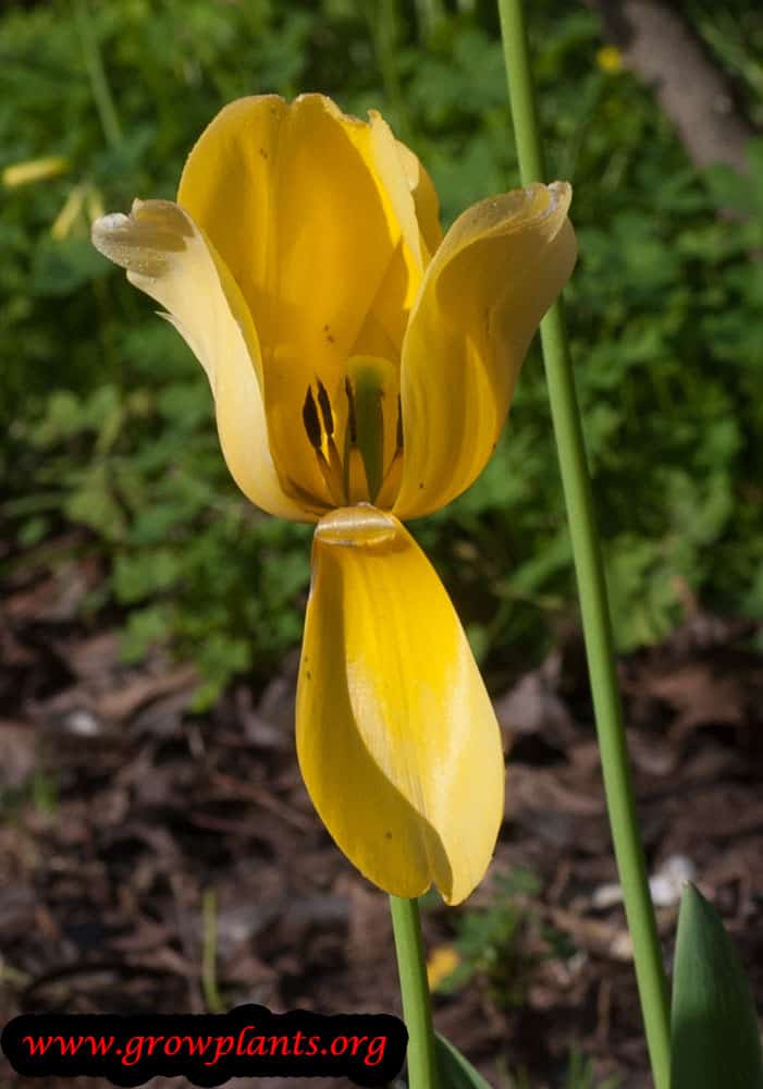 Growing Tulip plant
