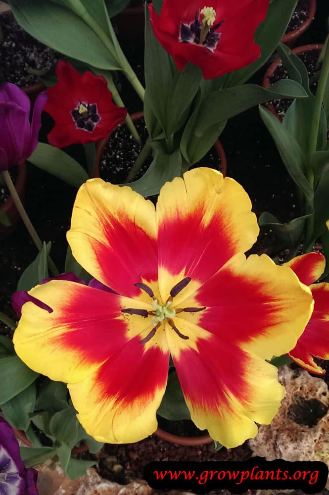 Yellow red Tulip plant
