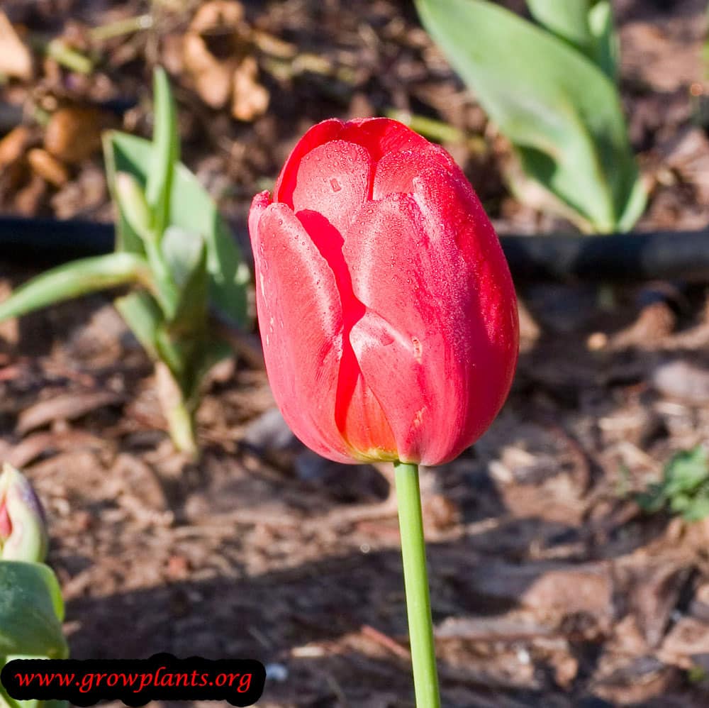 Tulip flower