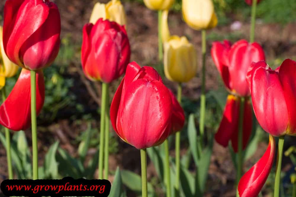 Tulip plant flowers