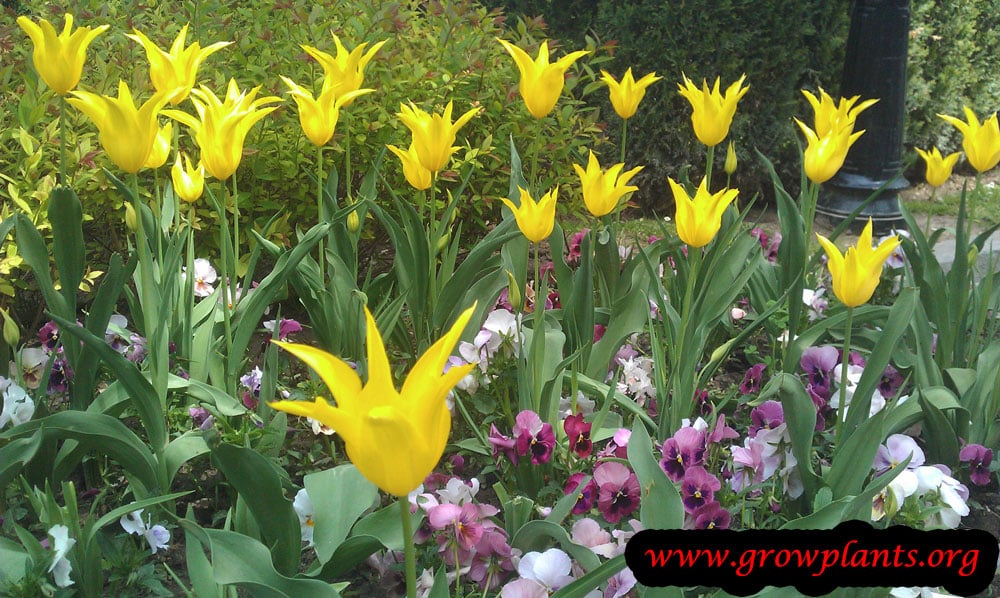 Tulip lily plant