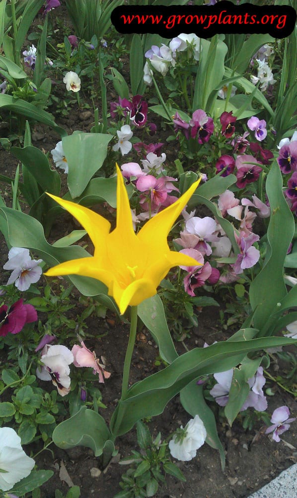Growing Tulip lily plant