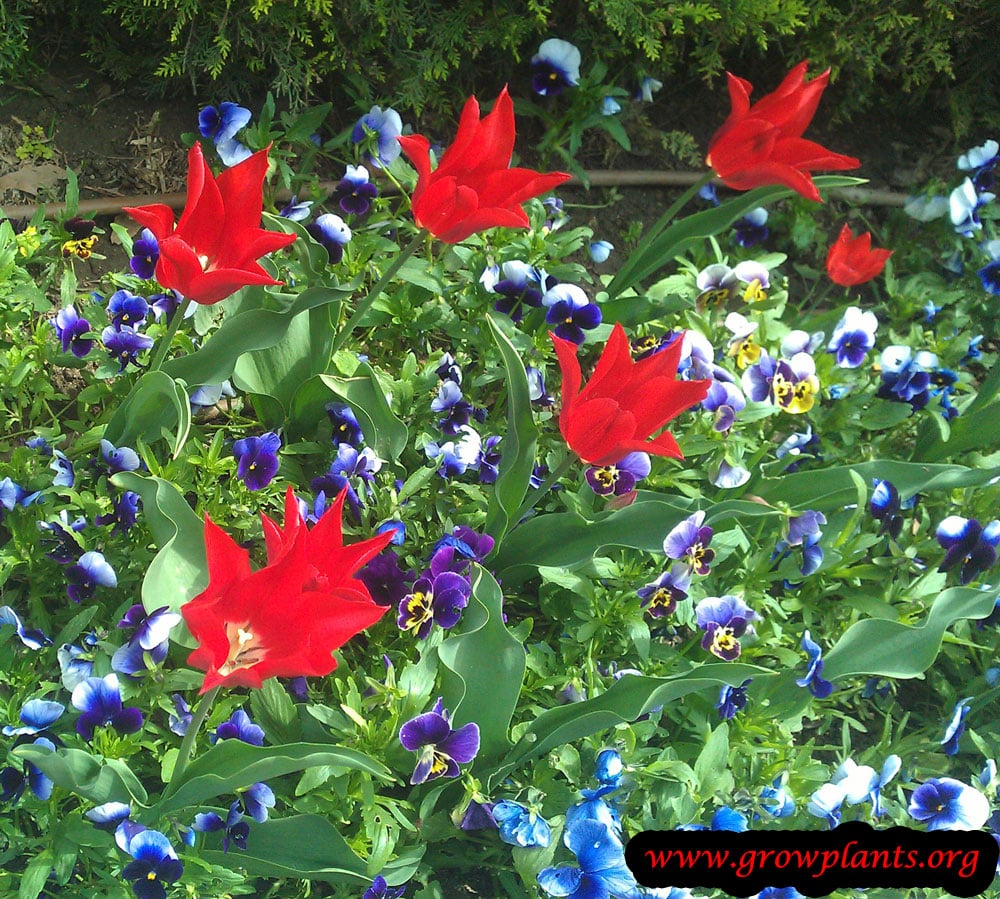 Tulip lily