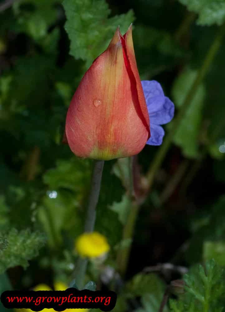 Tulipa agenensis