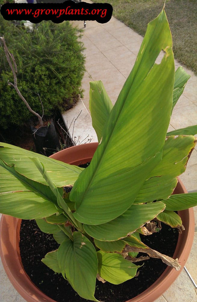 Turmeric plant