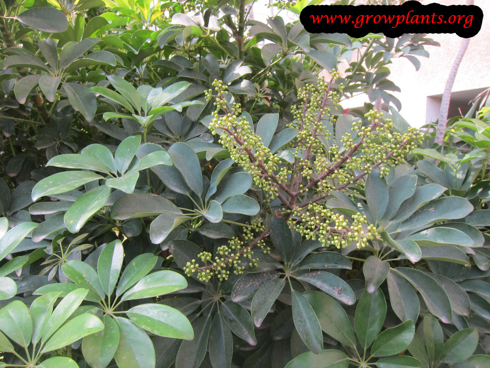 Umbrella plant flower