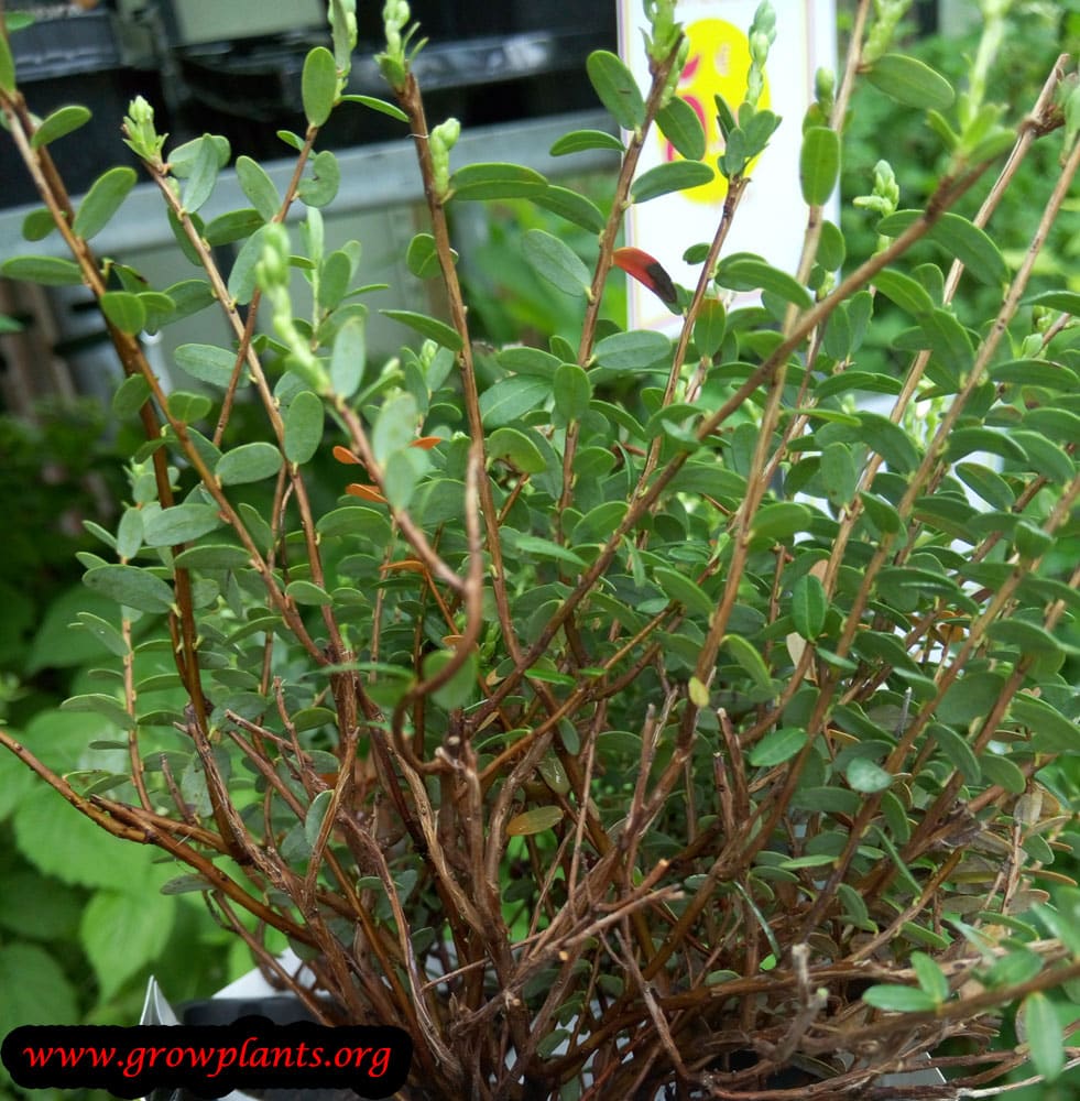 Vaccinium macrocarpon