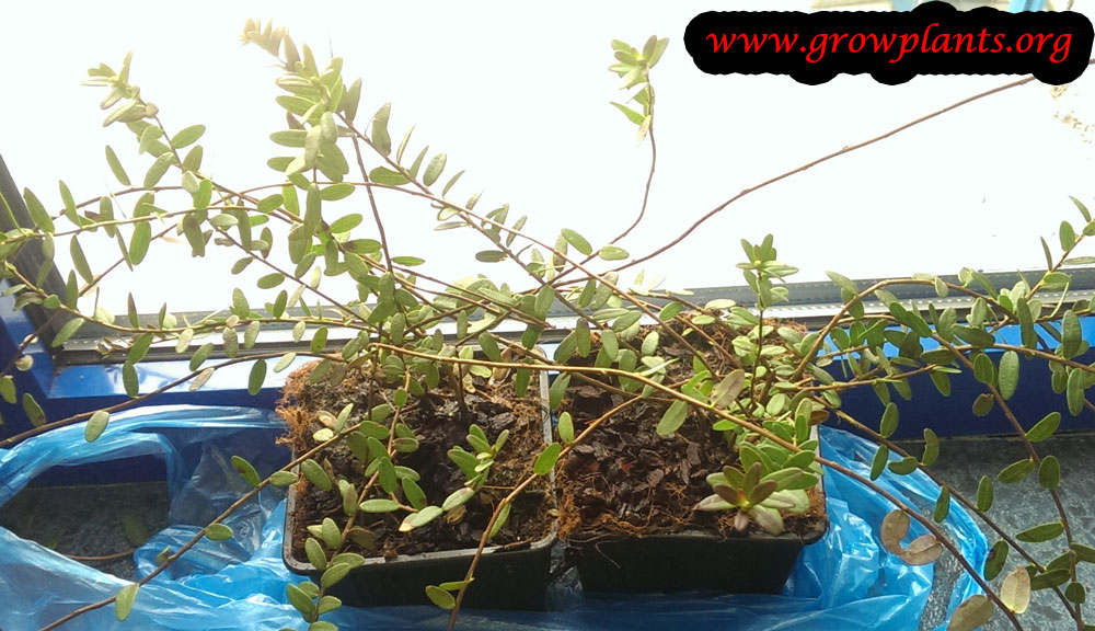 Vaccinium oxycoccos