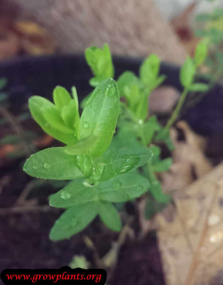 Growing Vaccinium oxycoccos