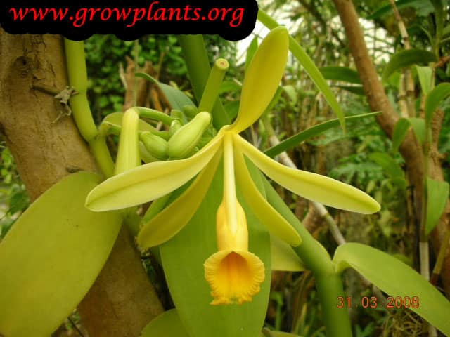 Vanilla planifolia - How to grow & care