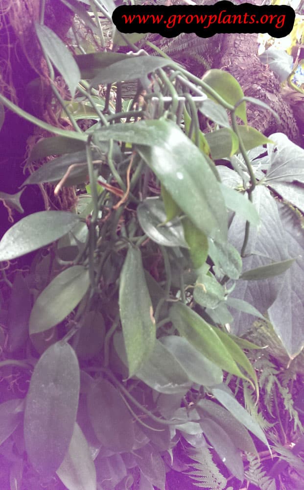 Vanilla ramosa