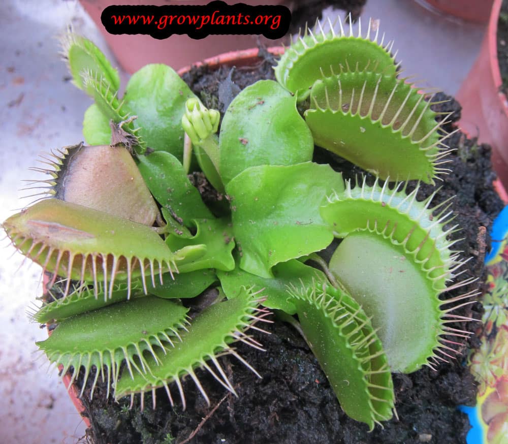 Venus flytrap How to grow & care