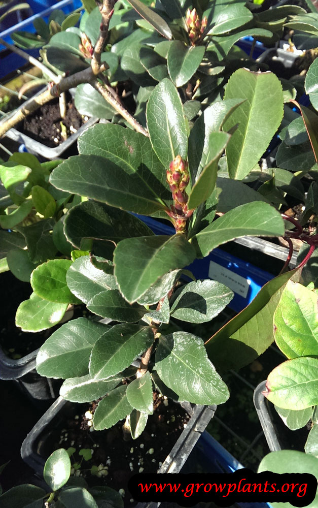 Viburnum suspensum