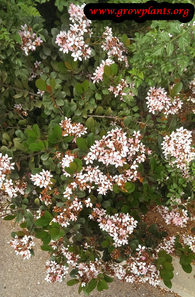 Viburnum tinus How to grow & care