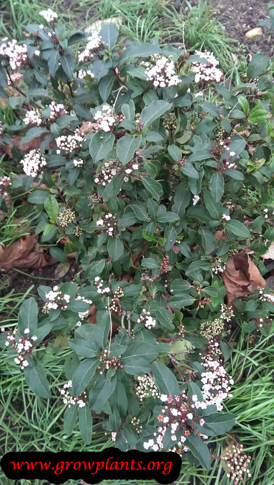 Viburnum tinus How to grow & care