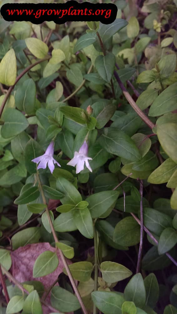 Vinca plant