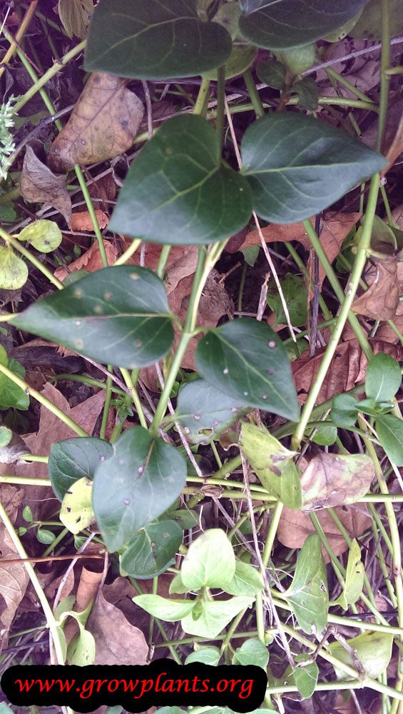 Growing Vinca plant