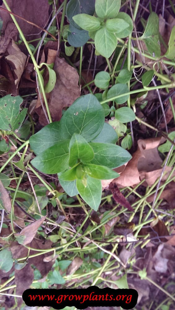 Get How To Grow Vinca From Seed Pictures