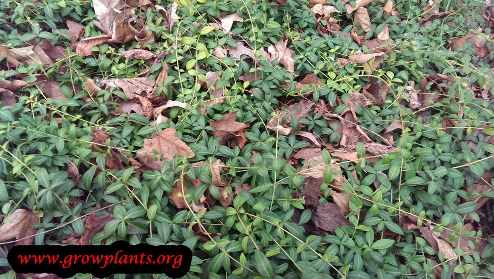 Vinca minor care